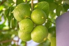 Lemon Fruit Citrus Fruits - Free photo on Pixabay