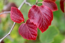 80+ Free Hamamelis & Witch Hazel Photos - Pixabay