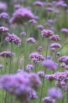 Verbena Plant Blue - Free photo on Pixabay
