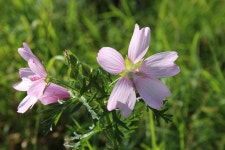 아욱 속의 식물 꽃들 - Pixabay의 무료 사진