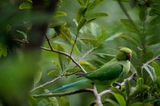 Parrot Green The Slender-Billed - Free photo on Pixabay - Pixabay Parrot Green The Slender-Billed - Free photo on Pixabay