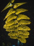Drop Raindrops Droplet - Free photo on Pixabay Free Image on Pixabay - Drop, Raindrops, Droplet, Water