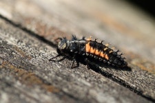 Larva Insect Log Stage Of - Free photo on Pixabay