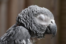 10,000+ Free African Grey Parrot & Parrot Photos - Pixabay