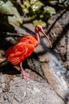 Bird Scarlet Ibis Zoo - Free photo on Pixabay