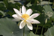 로터스 피는 연꽃 연못 - Pixabay의 무료 사진