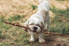 8,000+ Free Joy-Stick & Joy Photos - Pixabay