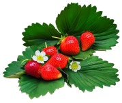 Download Strawberry, Berries, Ripe Fruits. Royalty-Free Stock Illustration Image - Pixabay Download Strawberry, Berries, Ripe... 