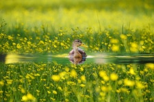 Duck Flowers Water - Free photo on Pixabay - Pixabay Duck Flowers Water - Free photo on Pixabay