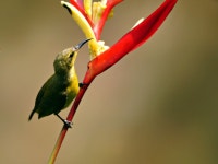 Sunbird Bird Flower - Free photo on Pixabay