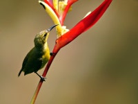 Page 4 - 200,000+ Free Sun-Bird & Nature Photos - Pixabay