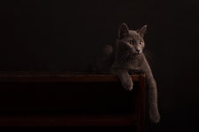 Cat Feline Whiskers - Free photo on Pixabay