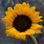 Sunflower Flower Plant Yellow - Free photo on Pixabay
