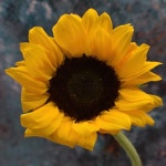 Sunflower Flower Plant Yellow - Free photo on Pixabay