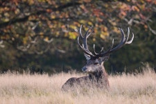 Red Deer Capital Antler - Free photo on Pixabay - Pixabay Red Deer Capital Antler - Free photo on Pixabay