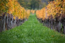 Viticulture Wine Growing - Free photo on Pixabay