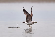 100,000+ Free Sea-Gull & Seagull Photos - Pixabay