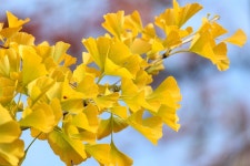 50+ Free Ginko Tree & Ginko Photos - Pixabay