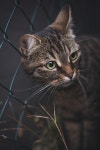 고양이 귀여운 - Pixabay의 무료 사진