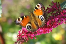 6,000+ Free Fairy Peacock & Nature Photos - Pixabay