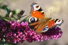 Butterfly Flower Pollinate - Free photo on Pixabay