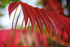 60+ Free Sumac & Nature Photos - Pixabay