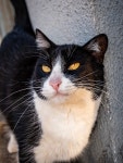 Cat Animal Feline - Free photo on Pixabay Free Image on Pixabay - Cat, Animal, Feline, Mammal