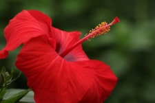 3,000+ Free Hibiscos & Hibiscus Photos - Pixabay
