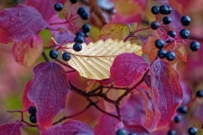 Fall Leaves Colors Nature - Free photo on Pixabay