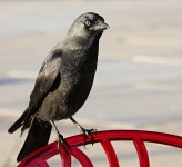 400+ Free Jackdaws & Nature Photos - Pixabay