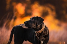 Dog Domestic Animal Hybrid - Free photo on Pixabay - Pixabay Dog Domestic Animal Hybrid - Free photo on Pixabay
