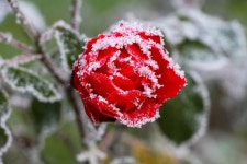 50,000+ Free Cream Rose & Rose Photos - Pixabay