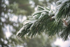 Pine Branch Snow - Free photo on Pixabay
