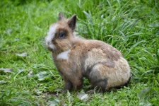 Animal Mammal Rabbit Farm - Free photo on Pixabay Free Image on Pixabay - Animal, Mammal, Rabbit, Farm Animal