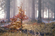 100+ Free Wooded Area & Wood Images - Pixabay