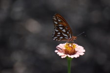 9+ Free Viceroy & Viceroy Butterfly Photos - Pixabay