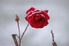 20,000+ Free Winter Rose & Winter Photos - Pixabay