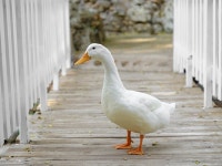 Bird Goose Duck - Free photo on Pixabay