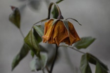 2,000+ Free Fade & Nature Photos - Pixabay