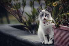 40,000+ Free Gray Plants & Nature Photos - Pixabay