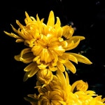 30+ Free Madiba & Chrysanthemum Photos - Pixabay
