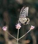 10,000+ Free Pollinator & Butterfly Photos - Pixabay