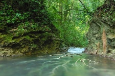 River Nature Jungle - Free photo on Pixabay Free Image on Pixabay - River, Nature, Jungle, Forest