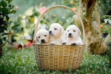 40,000+ Free Dog Basket & Dog Photos - Pixabay