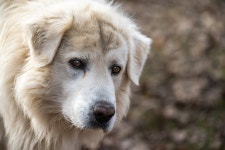 50+ Free Maremmano & Maremma Photos - Pixabay