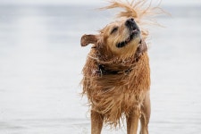40,000+ Free Wet Fur & Nature Photos - Pixabay