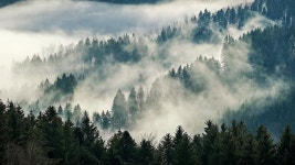 Foggy Landscape Forest - Free photo on Pixabay