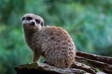 Meerkat Rock Mammal - Free photo on Pixabay