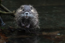 Nutria Rodent Animal - Free photo on Pixabay