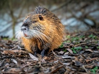 Page 2 - 400+ Free Bobr & Nutria Photos - Pixabay